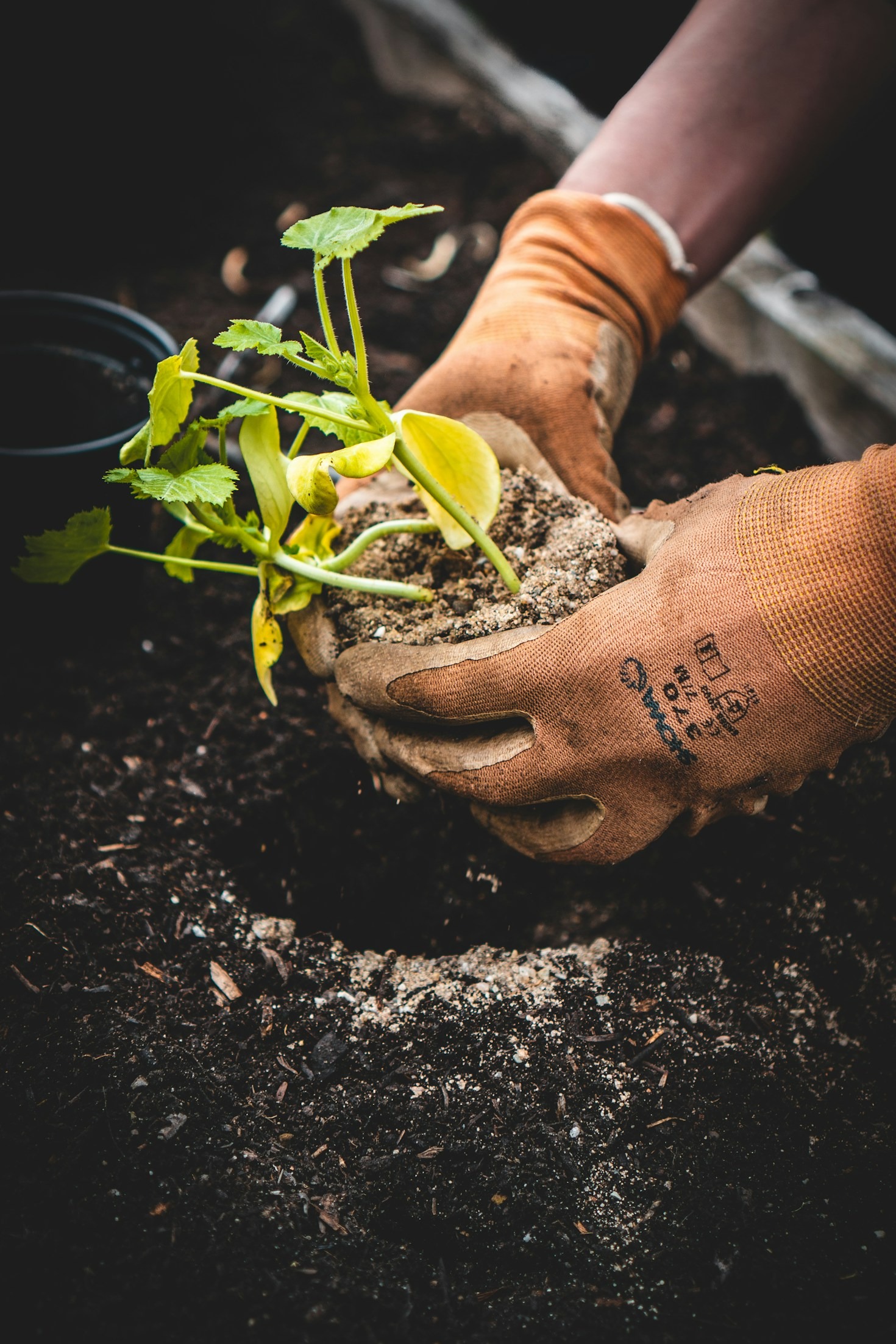 Why Mulch Is Key To Plant Health