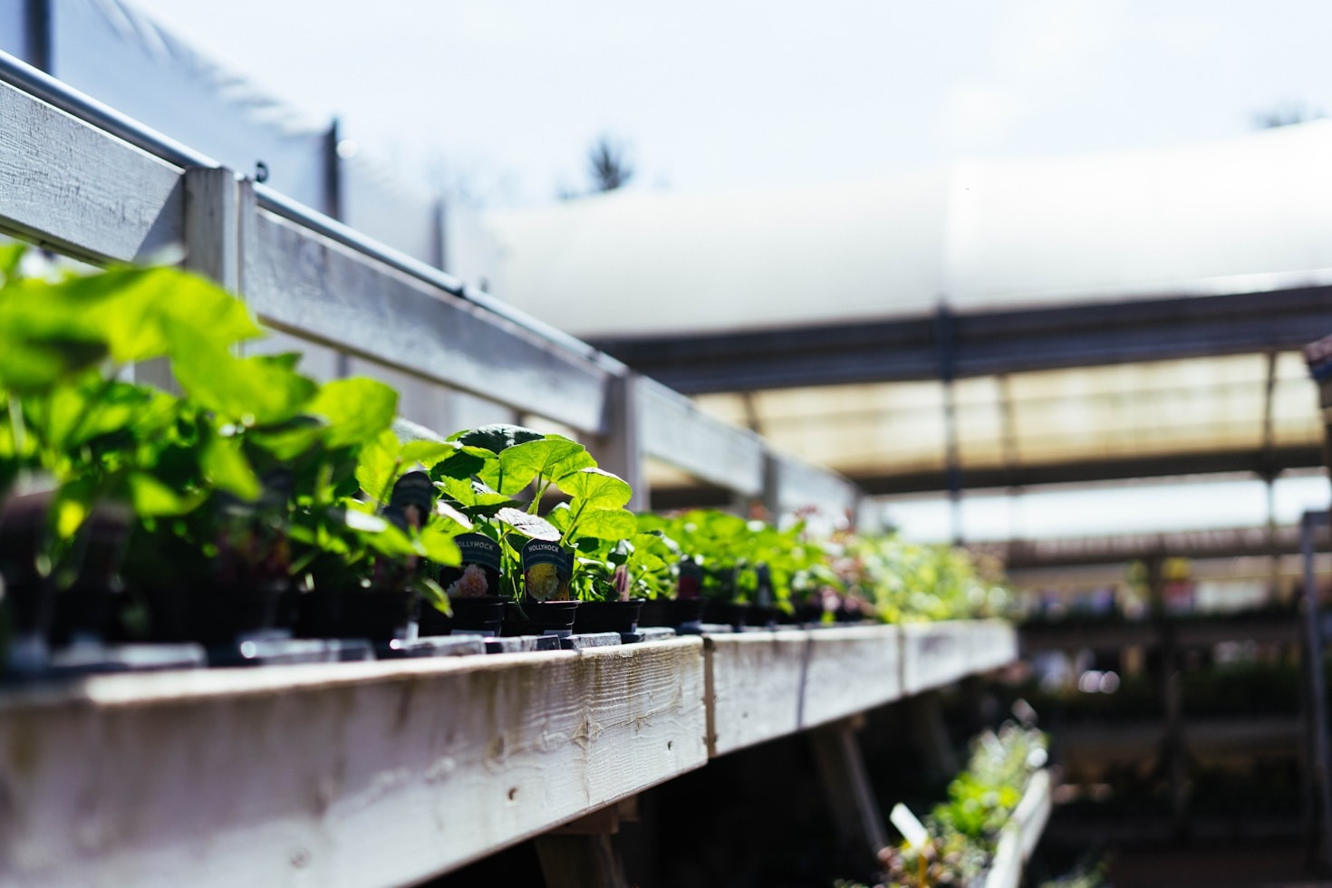 Choosing The Best Plants For Alabama Soil